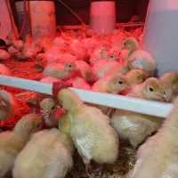 جوجه بوقلمون بیوتی ۶