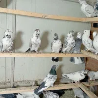 کبوترفروشی