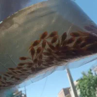 کت فیش . کت فیش پوزه بوته ای