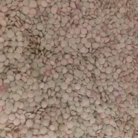 عدس خوشپخت