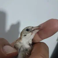 چونه سفیدمهر.ناخن سفید