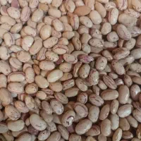 لوبیا چیتی درجه یک