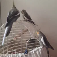 ۴عدد عروس هلندی نر ۱۰ ماهه