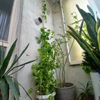 پتوس ابلق سرحال و پر برگ