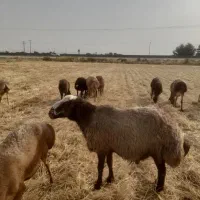قوچ جوان و سرحال