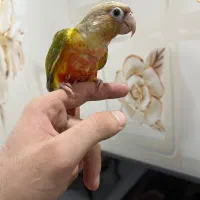طوطی گرینچیک دستی سخنگو