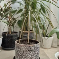 گل زیبا  پرچمی قرمز آپارتمانی
