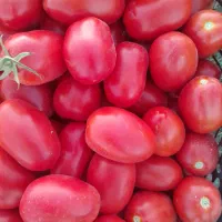گوجه ربی صادراتی خوشمزه