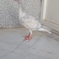 پرنده