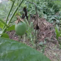 نهال (میوه ی استوایی)پشن فروت