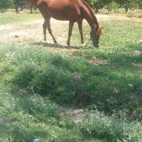 اسب مادیان