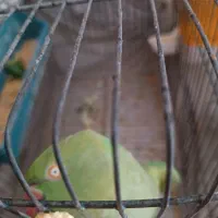 طوطی ماده ملنگو