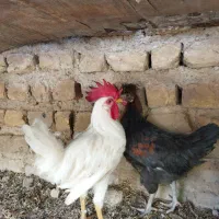 جوجه خروس