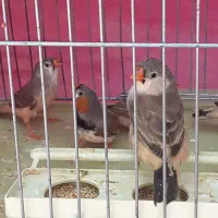 فروش فنچ