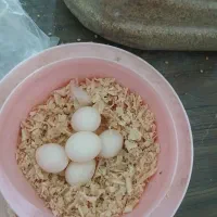 تخم  عروس لوتینو به شرط نطفه