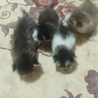 بچه گربه بیست روزه