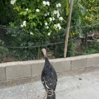 بوقلمون
