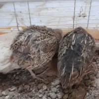 بلدرچین