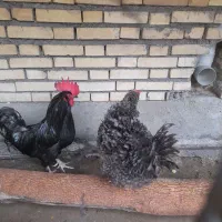 ۵ عدد مرغ زیبا و خاص تخم گذار به شرط و خروس