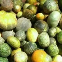 فروش گرمک سر زمین
