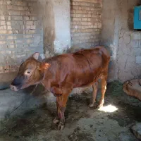 گوساله ماده شاروله