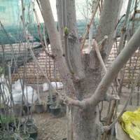 توت درشت وتنه دار سفید