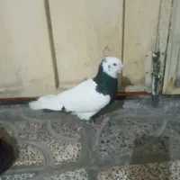 کفتر