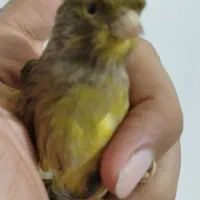 قناری نر