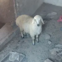 بره ماده