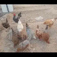 مرغ و خروس فروشی