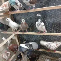 کفتر کبوتر