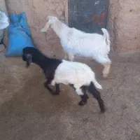 جفتی۱۵تومن