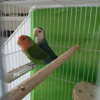 کوتوله جفت با قفس ولوازم