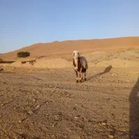 قوچ خال سیاه پلنگی