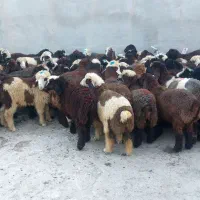بره نر سبک