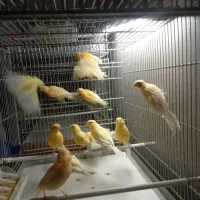 فروش انواع قناری