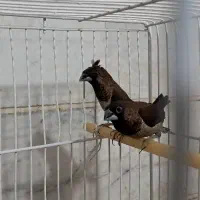 فنچ بنگال