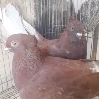 کبوتر سرخ دم سفید