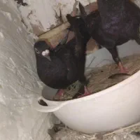 یک جفت زاغ نرو ماده