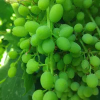 غوره کشمش انگور قوره تازه درجه ۱