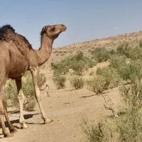 شتربلبون