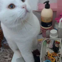 گربه پرشین بریتیش ۱۸ ماهه