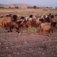 گوسفند ،میش(40عدد شیشک و یک عدد نرمیش)