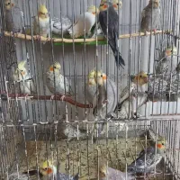 عروس هلندی