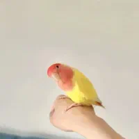 عروس هلندی/نر/دستی/سخنگو/طوطی کوتوله برزیلی