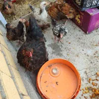 فروش مرغ جوجه