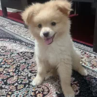 پامرین نر شناسنامه دار