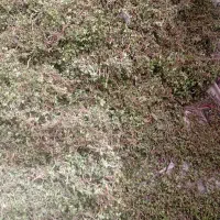 آویشن و گل کپو تازه