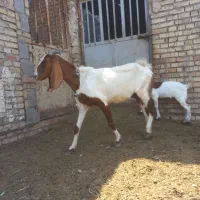 بز مطفل زیرش نر ویک بز نر در حمیدیه