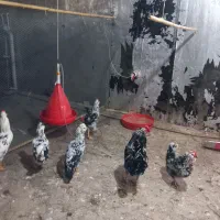 مرغ و خروس گلین نسل دار درجه یک